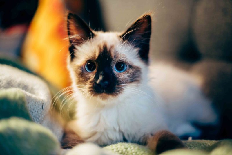 Nama Yang Bagus Untuk Kucing Persia Betina